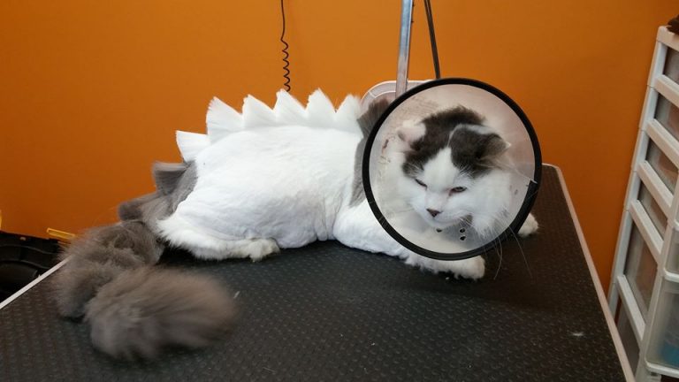 toilettage pour chat tarif